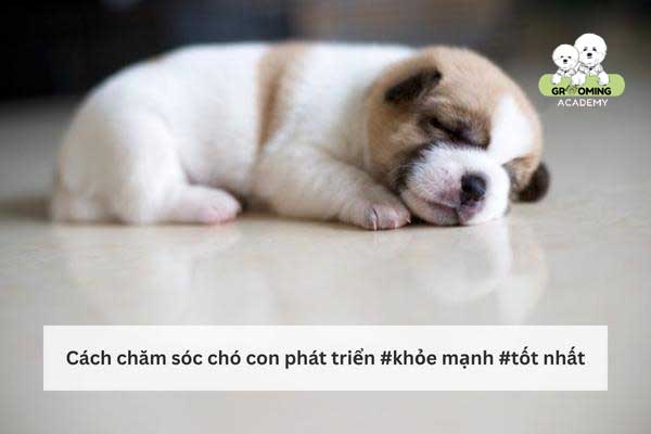 Hướng dẫn cách chăm sóc chó con luôn mạnh mẻ Hướng dẫn cách chăm sóc chó con luôn mạnh mẻ