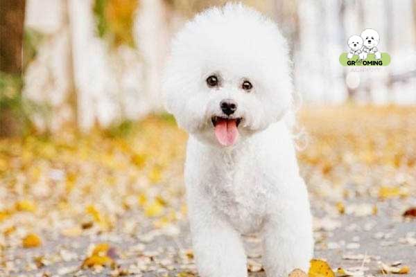 Hướng dẫn cách khắc phục lông Poodle bị bạc Hướng dẫn cách khắc phục lông Poodle bị bạc