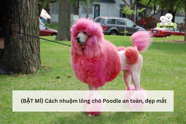 Hướng dẫn cách nhuộm lông cho chó Poodle tại nhà Hướng dẫn cách nhuộm lông cho chó Poodle tại nhà