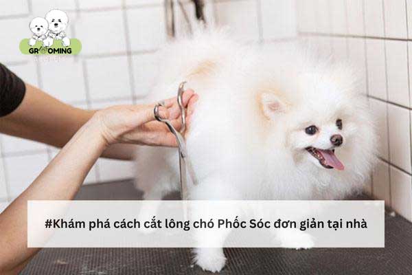 Hướng dẫn tỉa lông cho chó Phốc Sóc nhanh gọn, đơn giản Hướng dẫn tỉa lông cho chó Phốc Sóc nhanh gọn, đơn giản