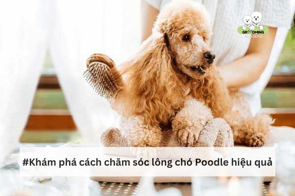 Khám phá cách chăm sóc lông Poodle hiệu quả Khám phá cách chăm sóc lông Poodle hiệu quả