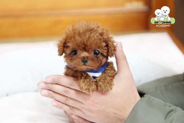 Kiên trì huấn luyện cho chó Poodle Kiên trì huấn luyện cho chó Poodle