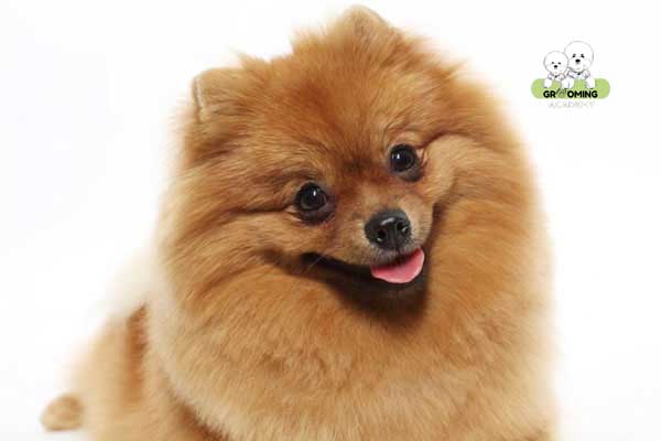 Kiểu cắt để bờm cho Phốc Sóc Kiểu cắt để bờm cho Phốc Sóc