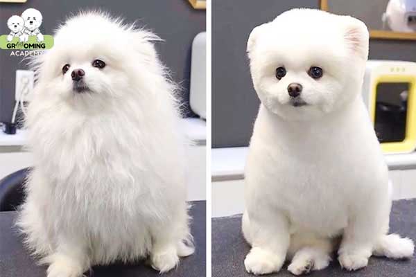 Kiểu cắt tỉa lông Teddy cho Phốc Sóc Kiểu cắt tỉa lông Teddy cho Phốc Sóc