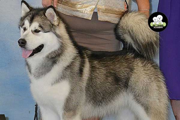 Kiểu lông Alaska gọn gàng Kiểu lông Alaska gọn gàng