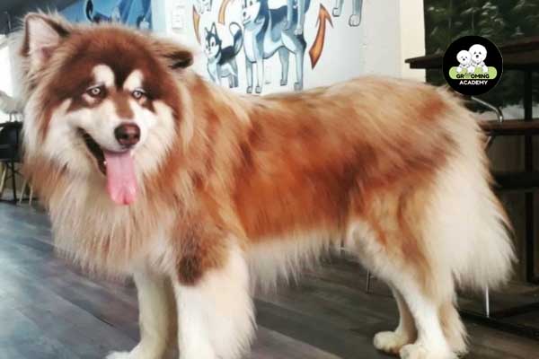 Kiểu lông chó Alaska tự nhiên Kiểu lông chó Alaska tự nhiên