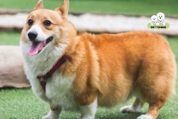 Kiểu lông Corgi bông xù tự nhiên Kiểu lông Corgi bông xù tự nhiên