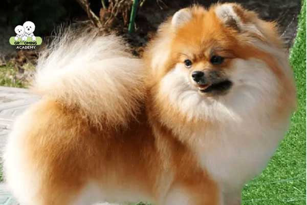 Kiểu lông Dog Show Kiểu lông Dog Show