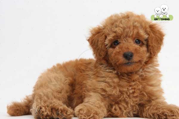 Kiểu lông gấu bông Poodle Kiểu lông gấu bông Poodle