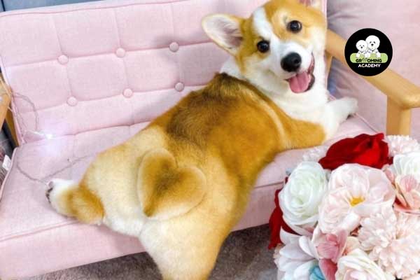 Kiểu lông mông trái tim Corgi Kiểu lông mông trái tim Corgi