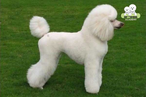 Kiểu lông Poodle sư tử Kiểu lông Poodle sư tử