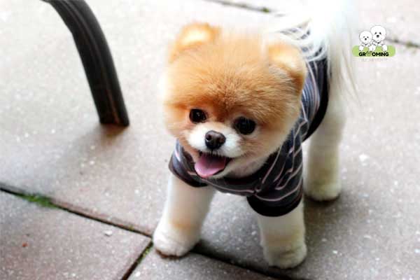 Kiểu lông Puppy Kiểu lông Puppy