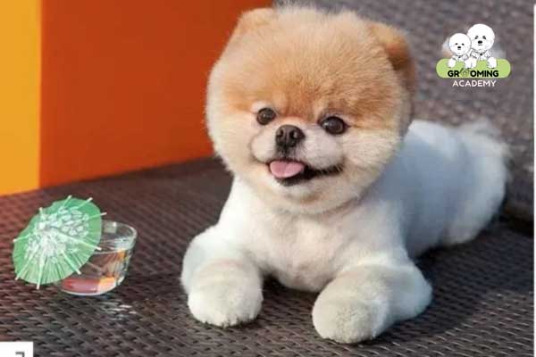 Kiểu lông sư tử Phốc Sóc Kiểu lông sư tử Phốc Sóc