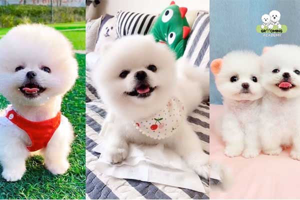 Kiểu lông Teddy Phôc Sóc Kiểu lông Teddy Phôc Sóc