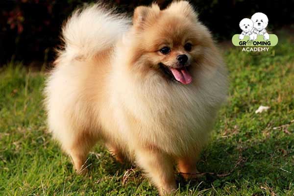 Kiểu lông truyền thống Kiểu lông truyền thống