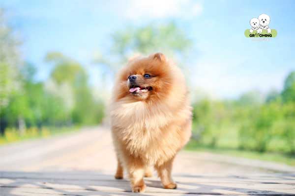 Kiểu lông truyền thống Phốc Sóc Kiểu lông truyền thống Phốc Sóc