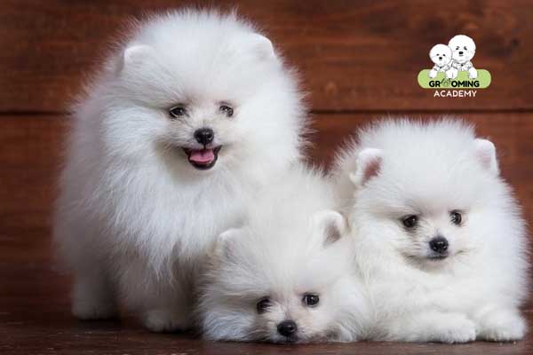 Kiểu lông truyền thống Phốc Sóc Kiểu lông truyền thống Phốc Sóc