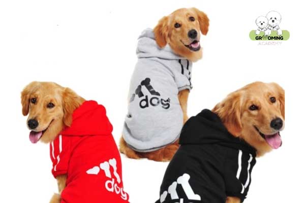 Kinh nghiệm lựa chọn quần áo cho cún cưng Kinh nghiệm lựa chọn quần áo cho cún cưng