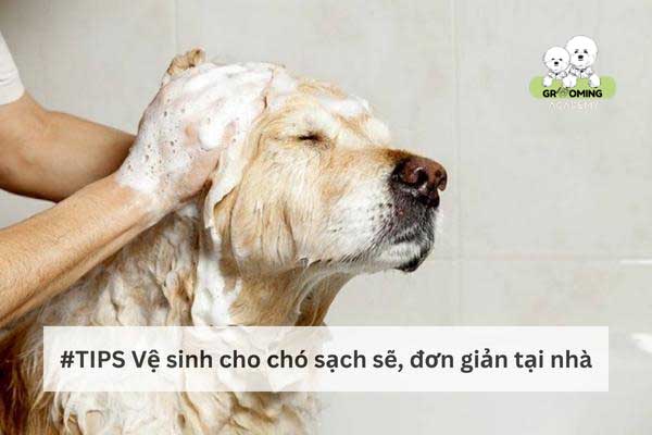 Kinh nghiệm vệ sinh cho chó tại nhà Kinh nghiệm vệ sinh cho chó tại nhà