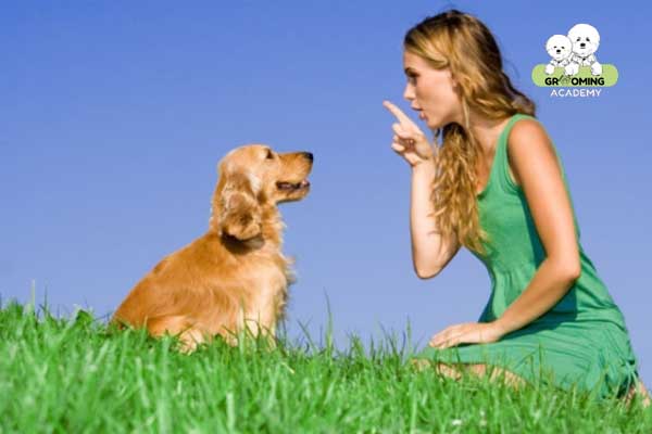 Kỷ luật khi cún cưng phạm lỗi Kỷ luật khi cún cưng phạm lỗi