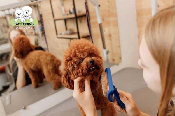 Lợi ích của việc chải lông thường xuyên cho Poodle Lợi ích của việc chải lông thường xuyên cho Poodle