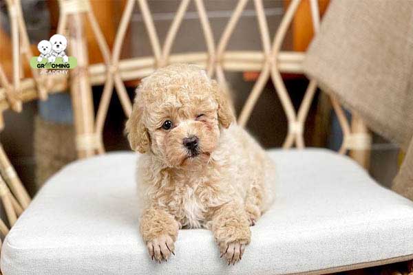 Hình ảnh lông Poodle bị bạc màu Hình ảnh lông Poodle bị bạc màu