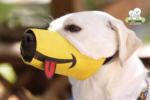Lựa chọn rọ mõm cho chó Lựa chọn rọ mõm cho chó