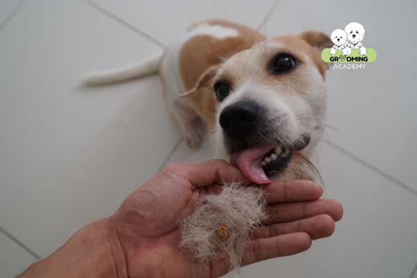 Lưu ý không để chó nuốt lông Lưu ý không để chó nuốt lông