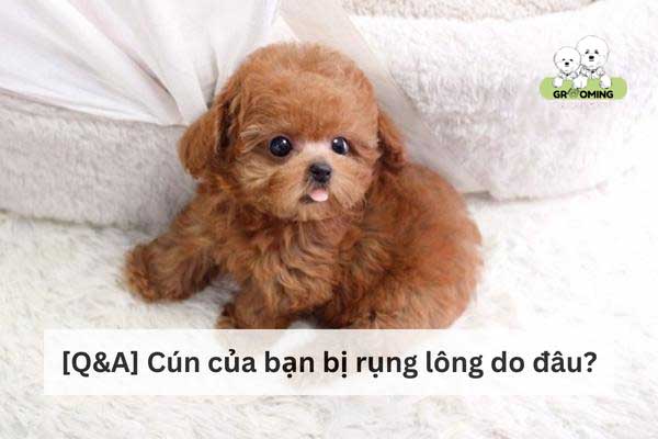 Nguyên nhân cún bị rụng lông là gì? Nguyên nhân cún bị rụng lông là gì?
