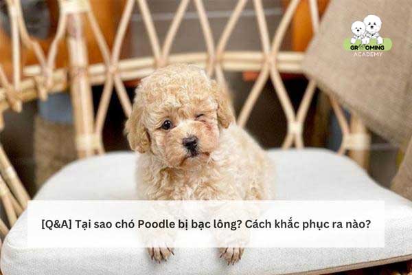 Nguyên nhân và cách khắc phục lông Poodle bạc màu Nguyên nhân và cách khắc phục lông Poodle bạc màu