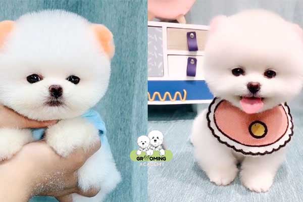 Phốc Sóc sau khi được tỉa lông Phốc Sóc sau khi được tỉa lông