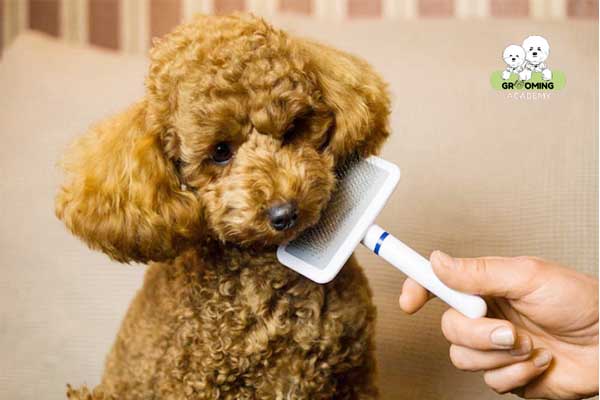 Sử dụng lược kim loại chải lông nhẹ nhàng cho Poodle Sử dụng lược kim loại chải lông nhẹ nhàng cho Poodle