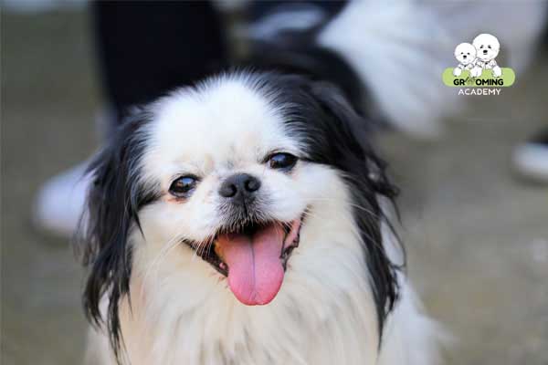 Tắm cho chó Nhật trước khi cắt tỉa lông Tắm cho chó Nhật trước khi cắt tỉa lông