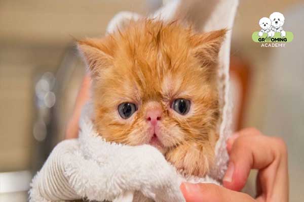 Tắm rửa sạch sẽ cho mèo