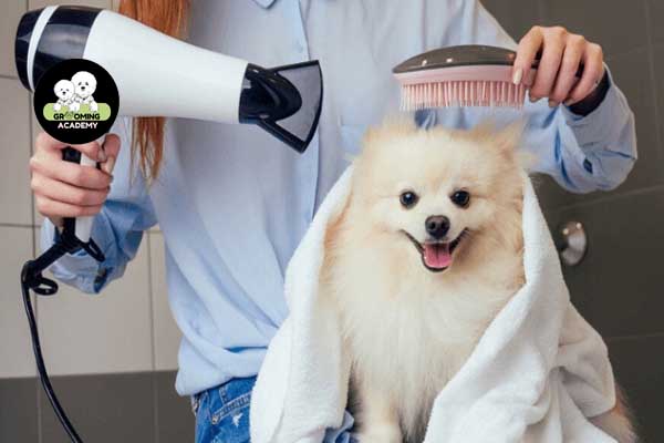Tắm sạch sẽ rồi sấy lông khô chó cún cưng Tắm sạch sẽ rồi sấy lông khô chó cún cưng
