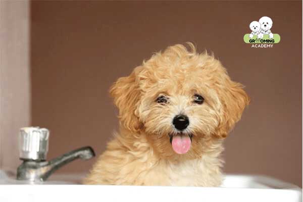 Tắm và sấy khô cho chó Poodle Tắm và sấy khô cho chó Poodle