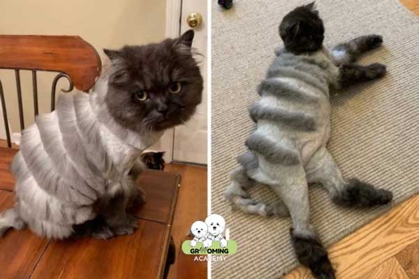 Tạo kiểu hoa văn lông mèo Tạo kiểu hoa văn lông mèo
