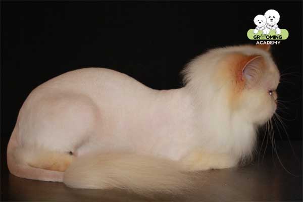 Tạo kiểu lông gọn gàng cho mèo