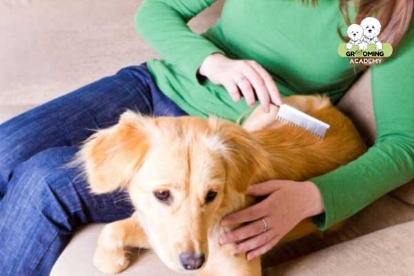 Thường xuyên chải lông cho cún Thường xuyên chải lông cho cún