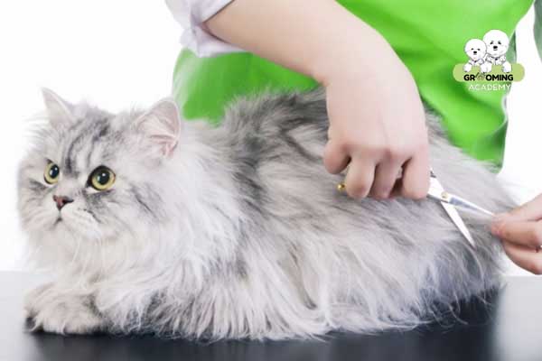 Tỉa lông phần thân mèo Tỉa lông phần thân mèo