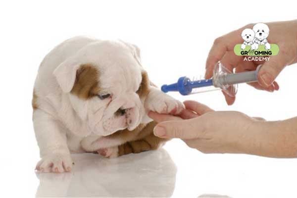 Tiêm phòng đầy đủ cho chó Tiêm phòng đầy đủ cho chó