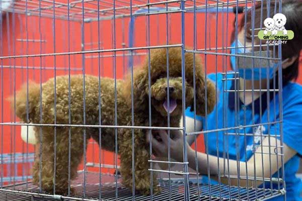 Vệ sinh chuồng cho cún cưng Vệ sinh chuồng cho cún cưng