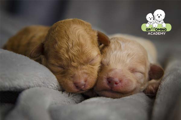 Bộ lông chó Poodle mới sinh Bộ lông chó Poodle mới sinh
