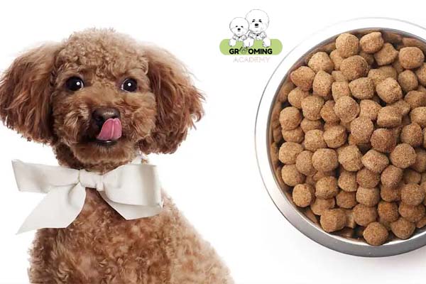 Bổ sung dinh dưỡng cần thiết cho chó Poodle Bổ sung dinh dưỡng cần thiết cho chó Poodle
