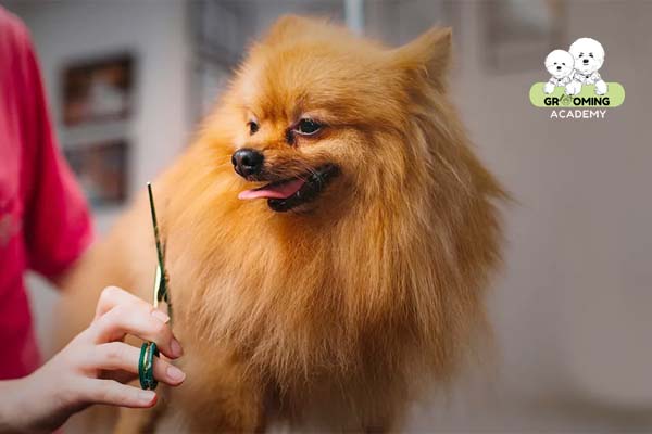 Cắt tỉa lông định kỳ cho cún cưng