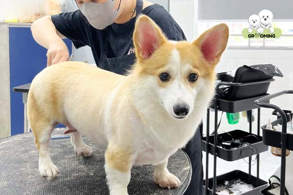 Chó Corgi sau khi được cắt tỉa lông Chó Corgi sau khi được cắt tỉa lông