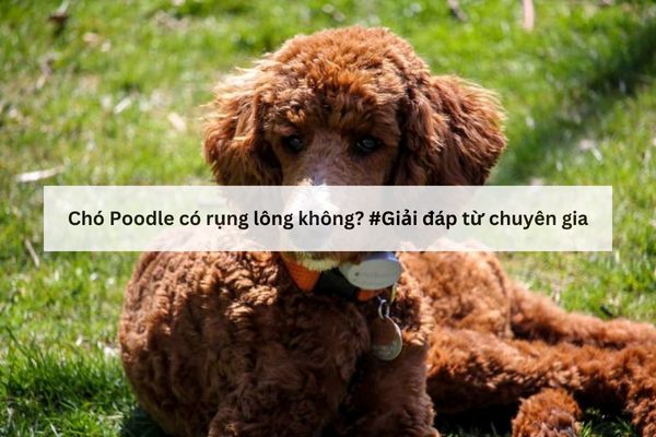Chó Poodle bị rụng lông không? Chó Poodle bị rụng lông không?