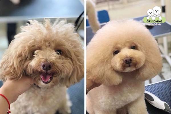 Chó Poodle sau khi được cắt tỉa lông Chó Poodle sau khi được cắt tỉa lông