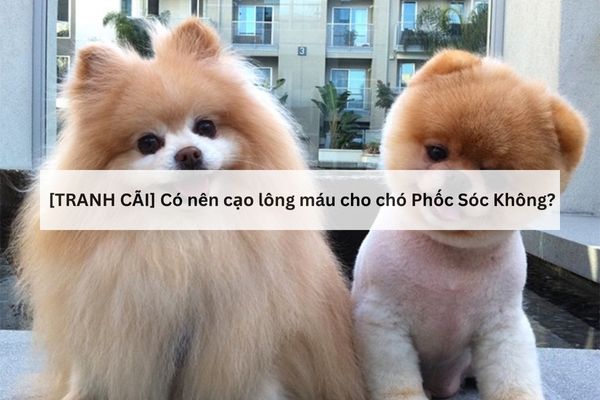 Chuyên gia giải đáp: Có nên cạo lông máu Phốc Sóc Không Chuyên gia giải đáp: Có nên cạo lông máu Phốc Sóc Không