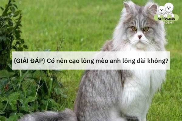 Có nên cạo lông cho mèo anh lông dài không? Có nên cạo lông cho mèo anh lông dài không?